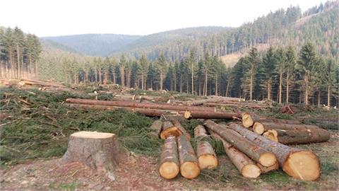 EU Countries Approve Year-Long Delay to Deforestation Law