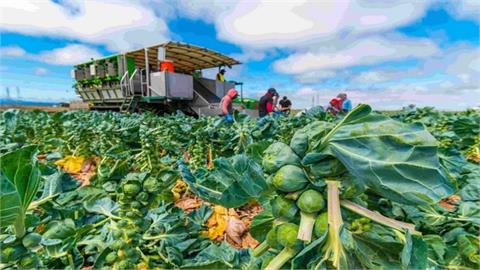 Record US Diesel Prices Squeeze Farmers; Food Prices May Rise